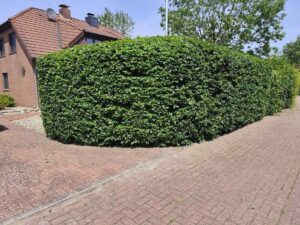 Referenz Heckenschnitt