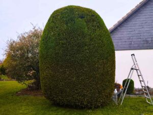 Rezension Zuschnitt eines Buschs